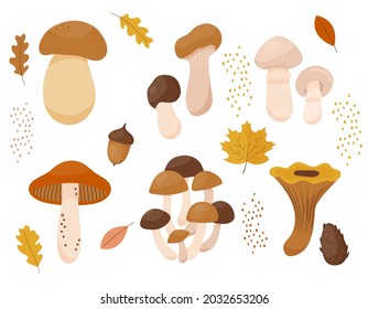 Set of colorful autumn mushrooms in flat style. Vector illustration of wild forest edible mushrooms. Organic healthy cartoon food with oak and maple leaves decorations