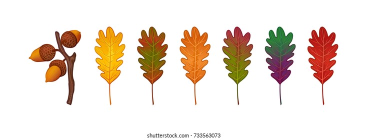 Set of colorful autumn oak leaves. Branch with golden acorns. Vector illustration on white background.