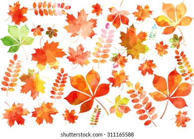 Set of colorful autumn watercolor leaves: maple leaves, mountain ash leaves, chestnut leaves. Vector illustration. 
