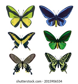 Eine Reihe von bunten, großen tropischen Schmetterlingen, Schwanz und Vögel, Papilio und Ornitoptera Papilionidae.