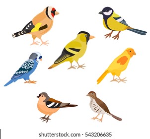 A set of colorful birds, isolated vector illustration. Goldfinch, thrush, canary, siskin, tit, finch, budgie decorate cards or other design