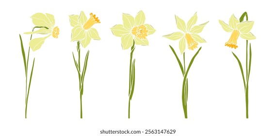 Set of colorful blooming spring daffodil flowers. Vector graphics.