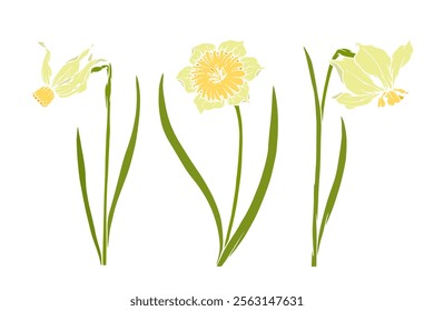 Set of colorful blooming spring daffodil flowers. Vector graphics.