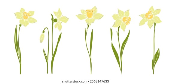 Set of colorful blooming spring daffodil flowers. Vector graphics.