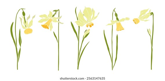 Set of colorful blooming spring daffodil flowers. Vector graphics.