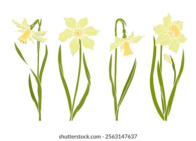 Set of colorful blooming spring daffodil flowers. Vector graphics.