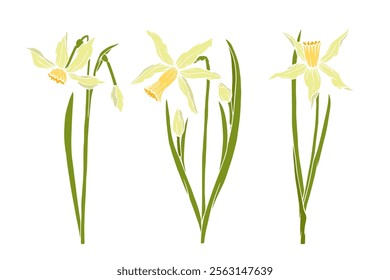 Set of colorful blooming spring daffodil flowers. Vector graphics.