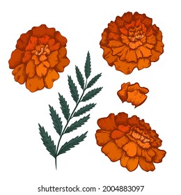 Set of colorful botanical sketch of various marigold flowers with shading. Vector color floral natural drawing. Outline pencil image