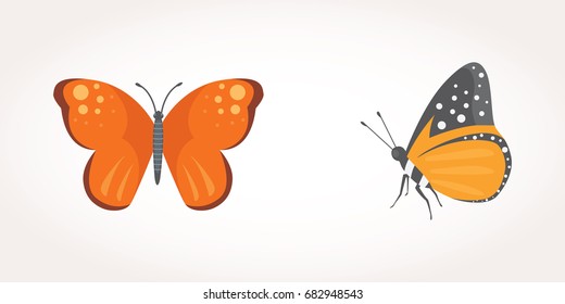set of colorful Butterfly Vector Design Illustration. summer insect