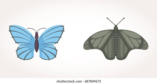 set of colorful Butterfly Vector Design Illustration. summer insect