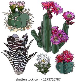 Set colorful cactus. Vector illustration. Prickly cactus, succulent. Realistic graphics, tattoo. Vintage paintings, postcard, background, wallpaper. Home decor. Interior decoration. Best gift