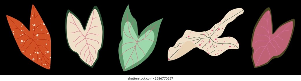 Set of colorful Caladium leaves. Tropical plants in a modern botanical flat style. Elephant Ear foliage. Vector Illustration on dark background for fashion prints, wallpapers, decorative elements