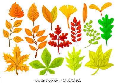 Set of colorful cartoon autumn leaves. Vector illustration isolated on a white background.