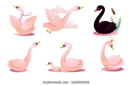 Set of colorful cartoon swans in different poses. Vector illustration in flat cartoon style.