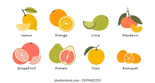 Set of colorful citrus fruits, including lemon, orange, lime, mandarin, grapefruit, pomelo, yuzu, and kumquat. Modern vector illustration isolated on white background, hand drawn, flat design