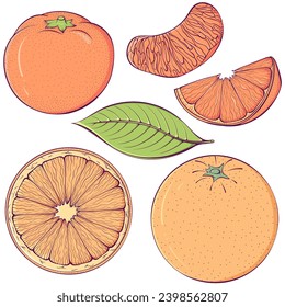 Set of colorful citrus fruits. Ripe tangerine, orange, half and slices sour fruit. Vector illustration in cartoon style isolated on white. Natural and healthy food