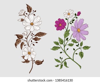 
 Set of colorful Cosmos flowers. Engraved isolated twigs with leaves and flowers. Vector vintage illustration.