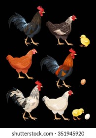 Set of colorful detailed cocks, hens and chicks