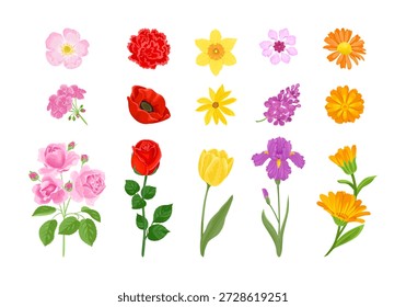 Set of colorful different flowers  isolated on white background. Vector cartoon flat illustration. 