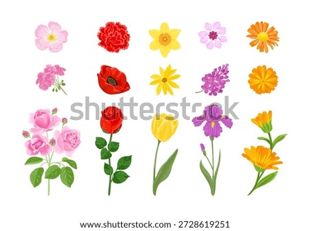 Set of colorful different flowers  isolated on white background. Vector cartoon flat illustration. 