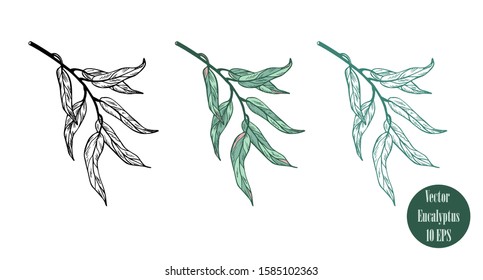 Set of colorful eucalyptus branches  isolated on white background. Hand drawn botanical illustration with green contour lines. Stock vector illustration. Floral elements fot textile and wallpaper.