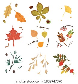 Set of colorful fallen autumn seasonal leaves vector illustration