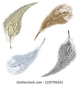 Set of colorful feather isolated on white background. Beautiful gold and silver feather.