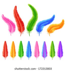 The Set of colorful feathers isolated on white