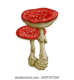 Set of colorful forest mushrooms toadstools, red fly agaric. Seasonal botanical elements. Vector graphics.