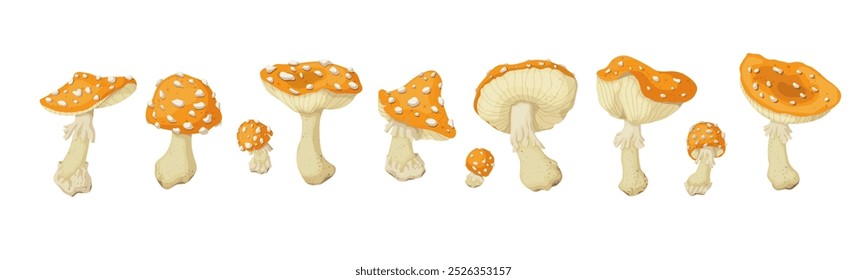 Conjunto de coloridos hongos del bosque, taburetes de sapo, agáricos de la mosca amarilla. Gráficos del Vector.