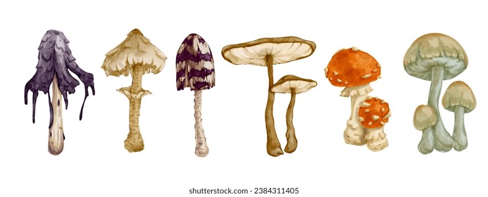 Set of colorful forest mushrooms of various toadstools, fly agarics. Vector graphics.