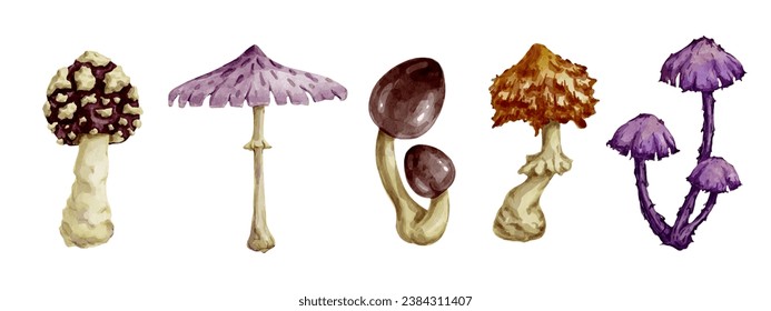 Set of colorful forest mushrooms of various toadstools, fly agarics. Vector graphics.