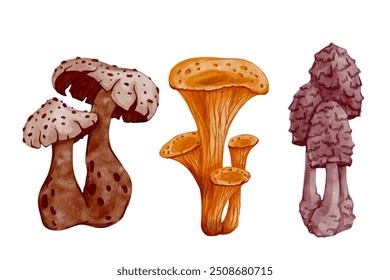 Set of colorful forest toadstool mushrooms. Seasonal botanical elements. Vector graphics.