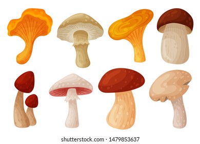 Set of colorful fresh autumn wild forest mushrooms. Cartoon flat style silhouettes icons. Great autumn design concept elements. Vector illustration isolated on white background.