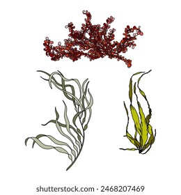 Conjunto de coloridas ilustraciones gráficas de Vector de algas dibujadas a mano. Colección de diferentes plantas acuáticas aisladas sobre fondo blanco. Dibujo natural