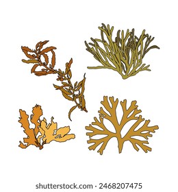 Set of colorful hand drawn algae vector graphic illustration. Collection of different aquatic plants isolated on white background. Natural drawing