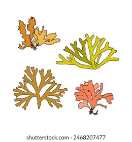 Set of colorful hand drawn algae vector graphic illustration. Collection of different aquatic plants isolated on white background. Natural drawing
