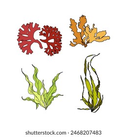 Set of colorful hand drawn algae vector graphic illustration. Collection of different aquatic plants isolated on white background. Natural drawing