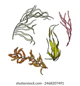 Set of colorful hand drawn algae vector graphic illustration. Collection of different aquatic plants isolated on white background. Natural drawing