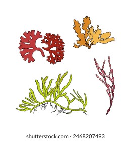Set of colorful hand drawn algae vector graphic illustration. Collection of different aquatic plants isolated on white background. Natural drawing