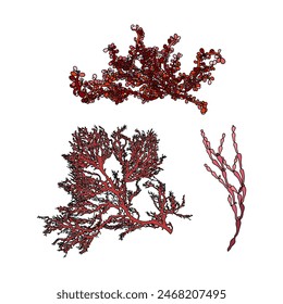 Conjunto de coloridas ilustraciones gráficas de Vector de algas dibujadas a mano. Colección de diferentes plantas acuáticas aisladas sobre fondo blanco. Dibujo natural