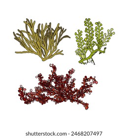 Set of colorful hand drawn algae vector graphic illustration. Collection of different aquatic plants isolated on white background. Natural drawing