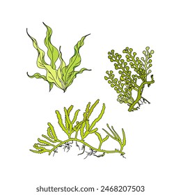 Set of colorful hand drawn algae vector graphic illustration. Collection of different aquatic plants isolated on white background. Natural drawing