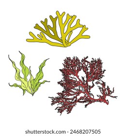 Set of colorful hand drawn algae vector graphic illustration. Collection of different aquatic plants isolated on white background. Natural drawing