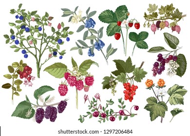 Set of colorful hand drawn berries branches. Plants with ripe berries and flowers. Vector illustration