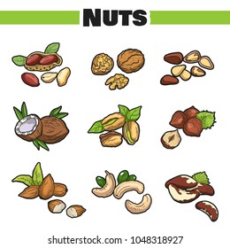 Set of colorful hand drawn fresh nuts isolated on white. Vector illustration