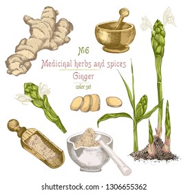 Set colorful hand drawn of Ginger roots, lives and flowers isolated on white. Bottle, mortar, pestle Retro vintage graphic design. botanical sketch drawing, engraving style. Vector illustration.