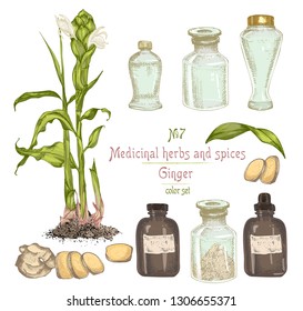 Set colorful hand drawn of Ginger roots, lives and flowers isolated on white. Bottle, mortar, pestle Retro vintage graphic design. botanical sketch drawing, engraving style. Vector illustration.