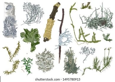 Set of colorful hand drawn mosses and lichens. Vector illustration in retro style