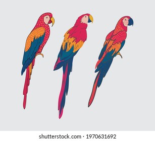 set of colorful hand drawn parrots